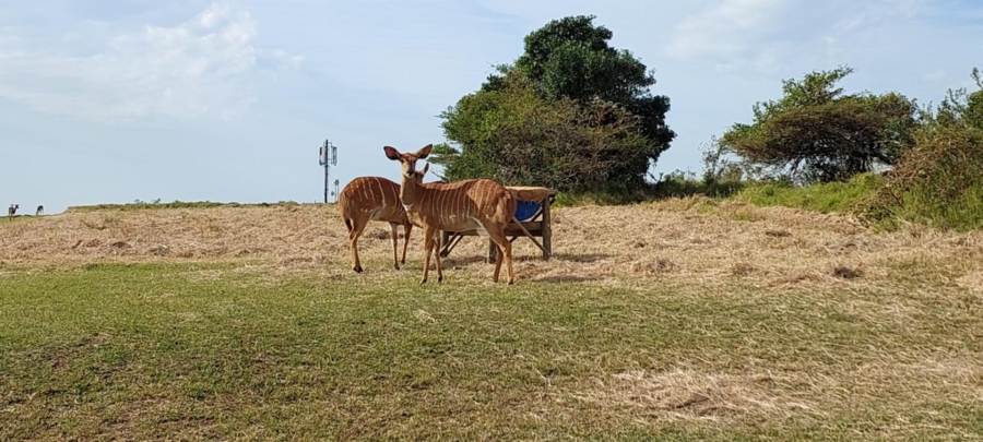 0 Bedroom Property for Sale in Khamanga Bay Eastern Cape